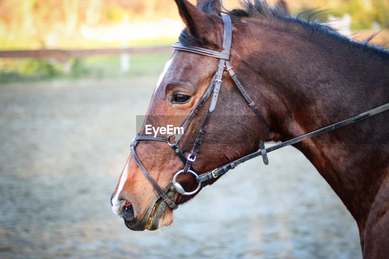 Horse standing in ranch