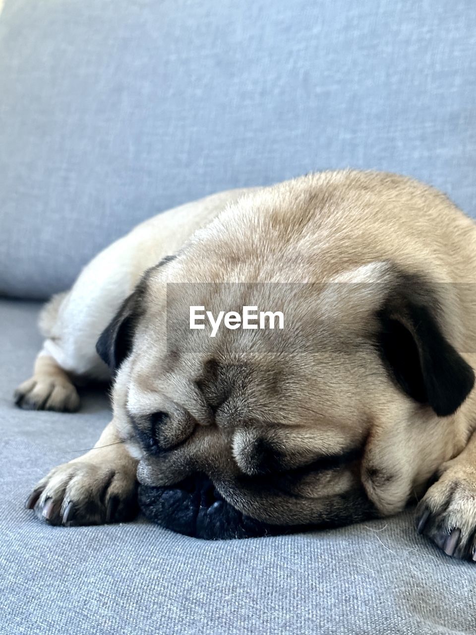 pet, animal themes, animal, dog, one animal, mammal, canine, domestic animals, pug, relaxation, sleeping, puppy, resting, eyes closed, no people, lap dog, carnivore, lying down, young animal, indoors, tired, cute, furniture, snout