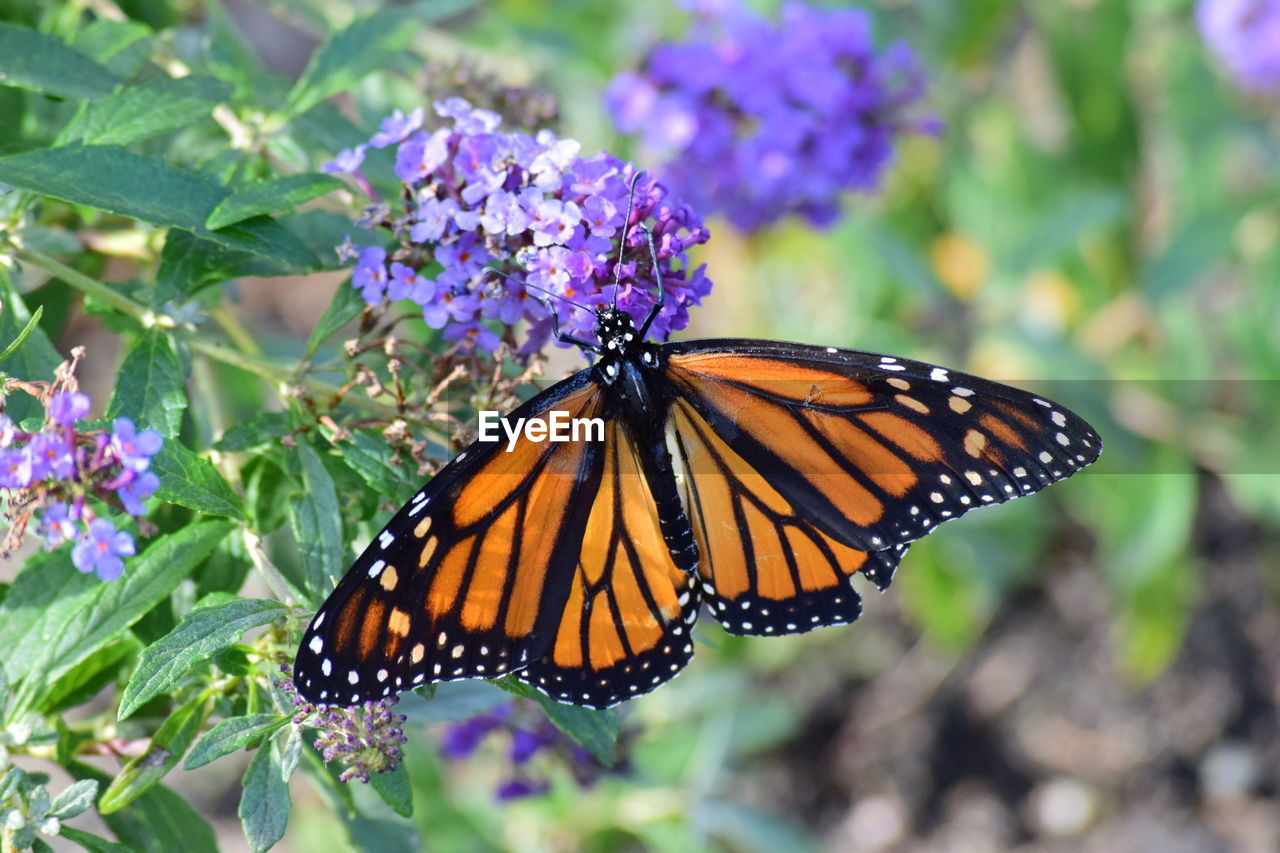 Close-up of butterfly pollinating on purple flower