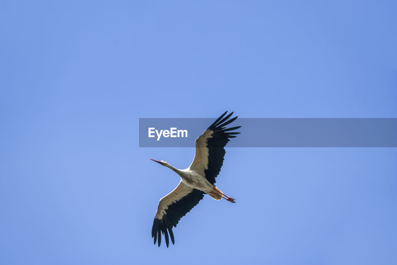 LOW ANGLE VIEW OF A BIRD FLYING