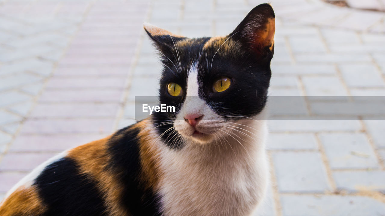 Close-up of cat sitting on street