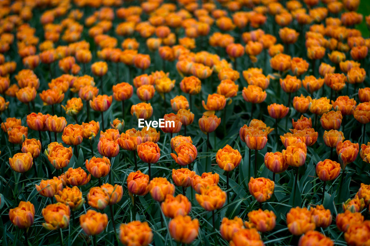 Close-up of fresh orange flowers blooming in field