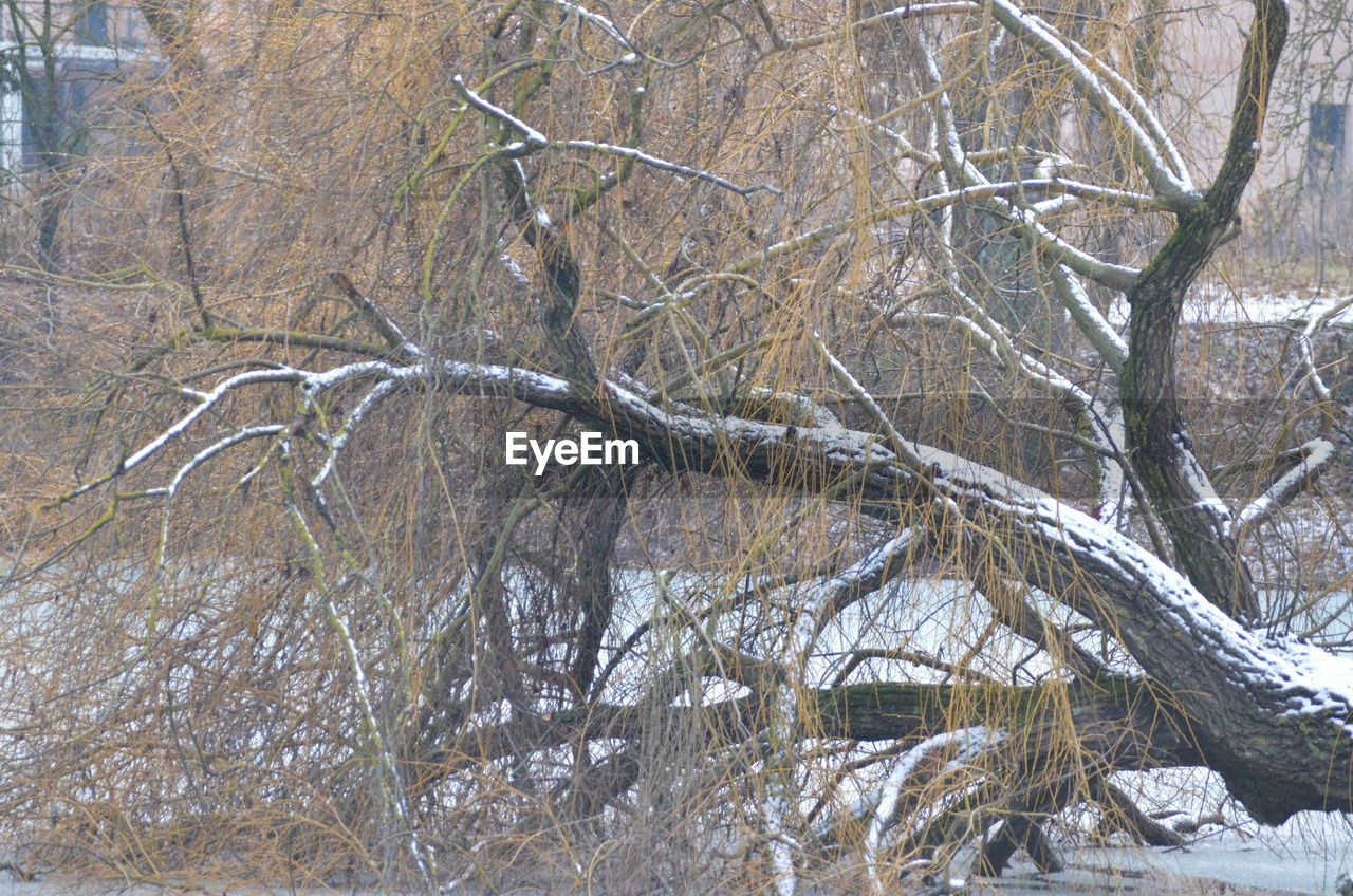 CLOSE-UP OF FROZEN TREE DURING WINTER