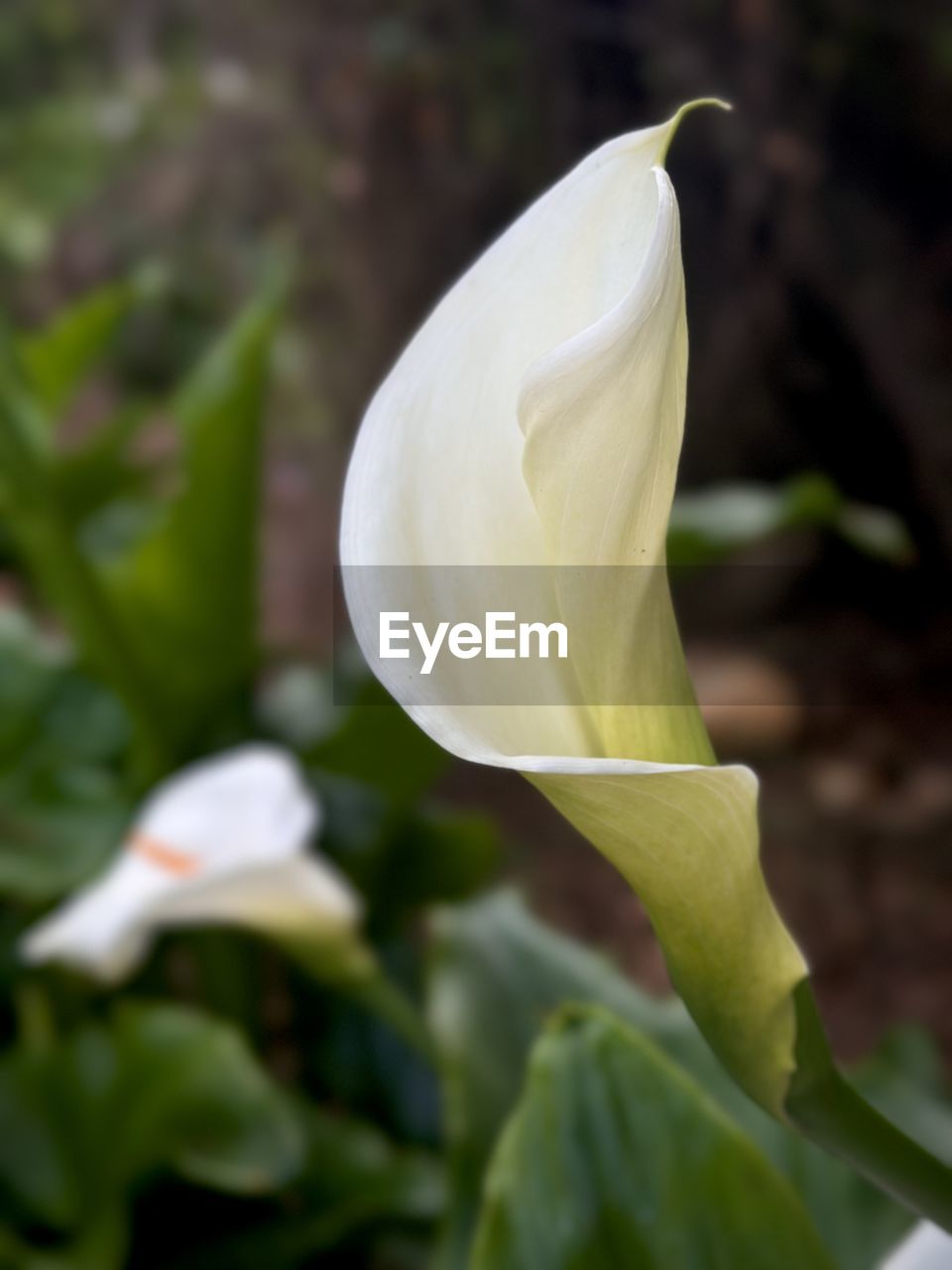 plant, flower, flowering plant, close-up, beauty in nature, freshness, petal, white, growth, yellow, nature, inflorescence, no people, flower head, fragility, focus on foreground, plant part, leaf, calla lily, outdoors, day, green