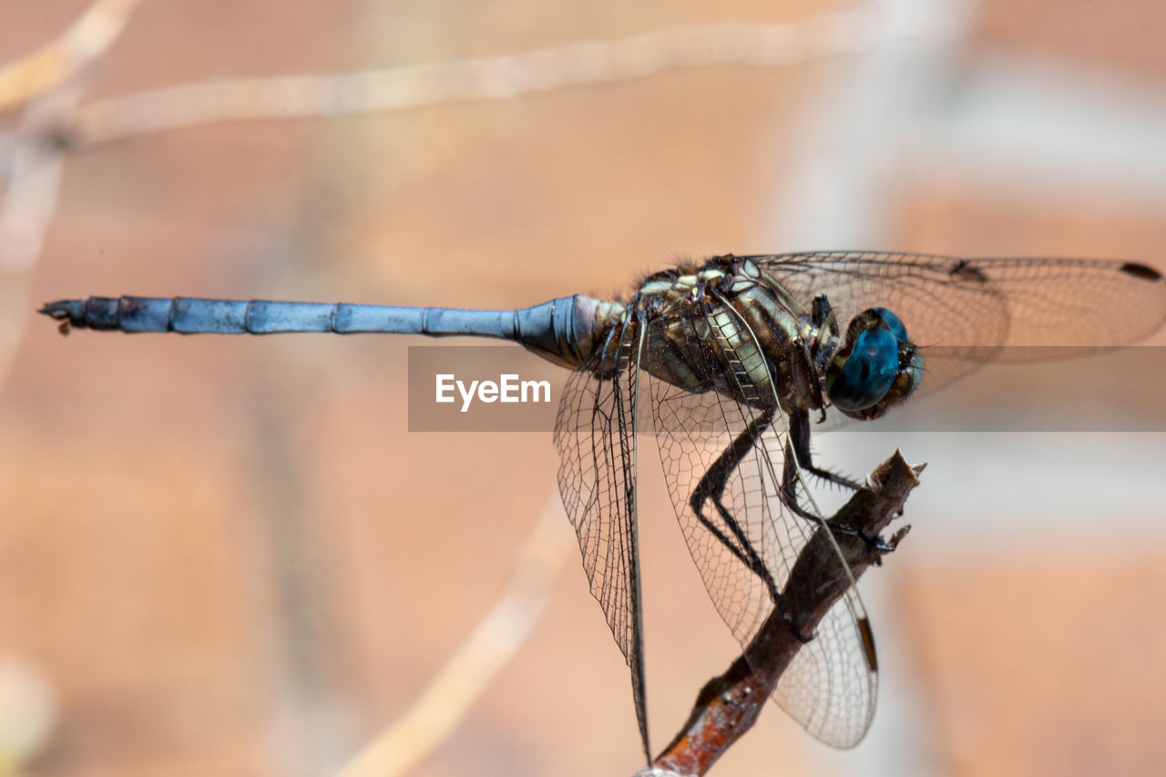 CLOSE-UP OF DRAGONFLY ON WOODEN POST