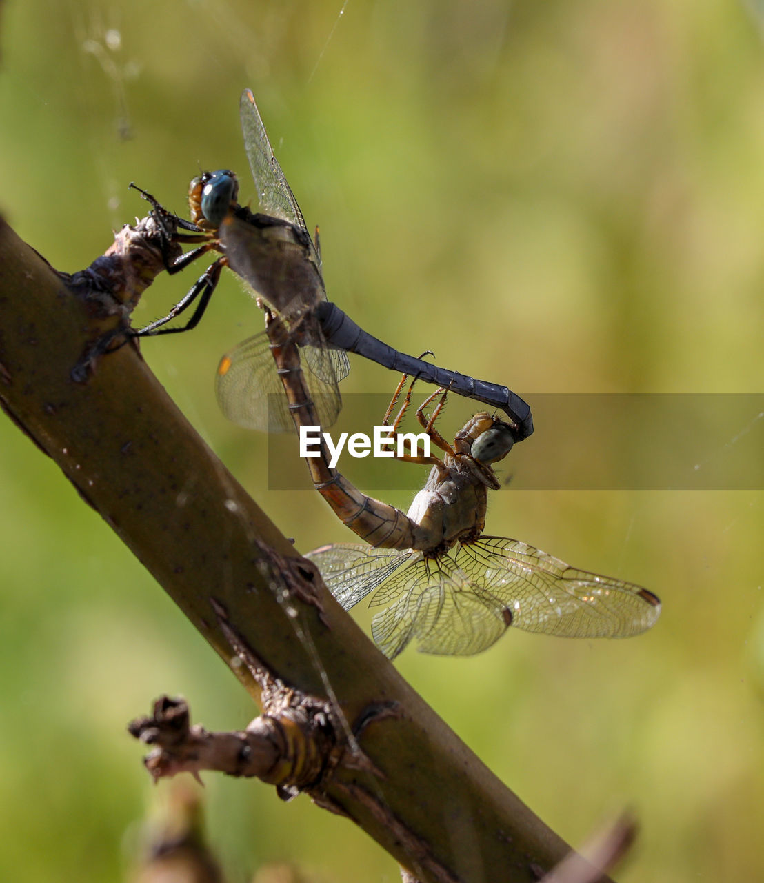 CLOSE-UP OF INSECT ON TREE