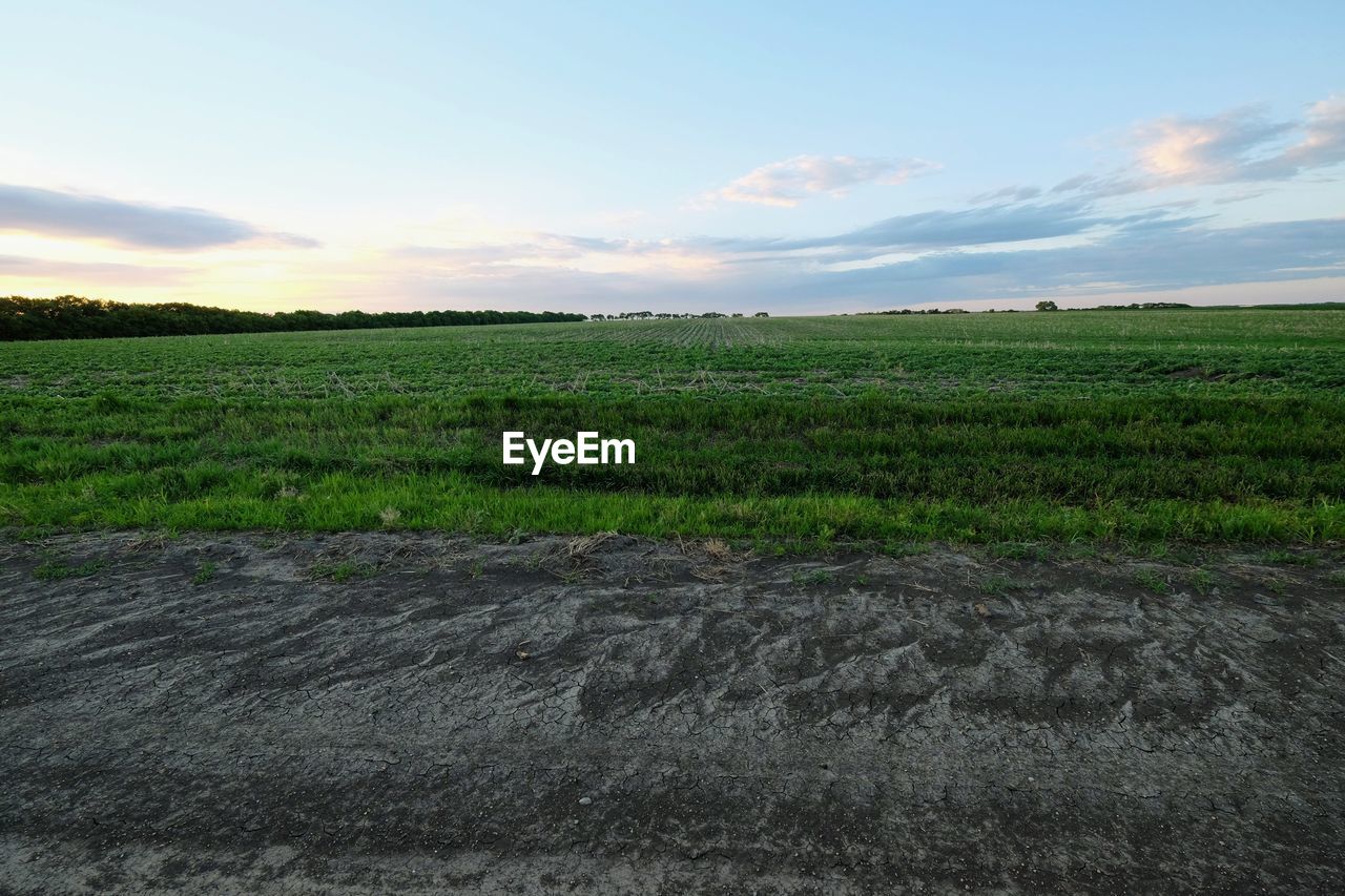 Scenic view of field against sky