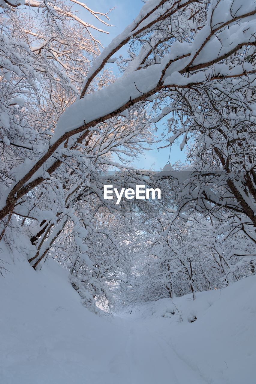 SNOW COVERED BARE TREE AGAINST SKY