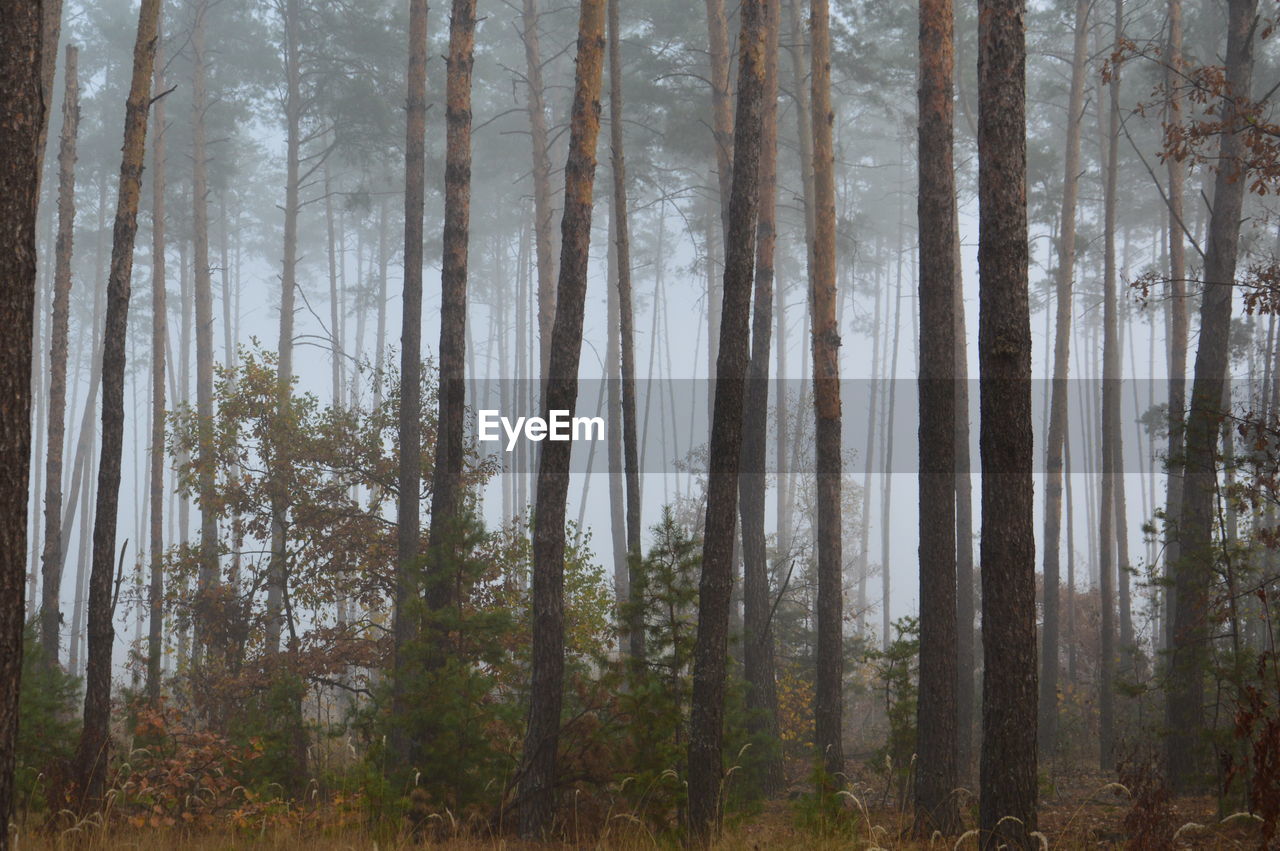 Pine trees in forest