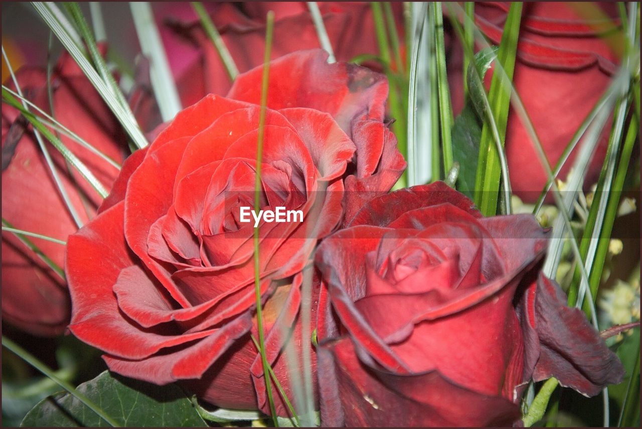 Close-up of red rose flower