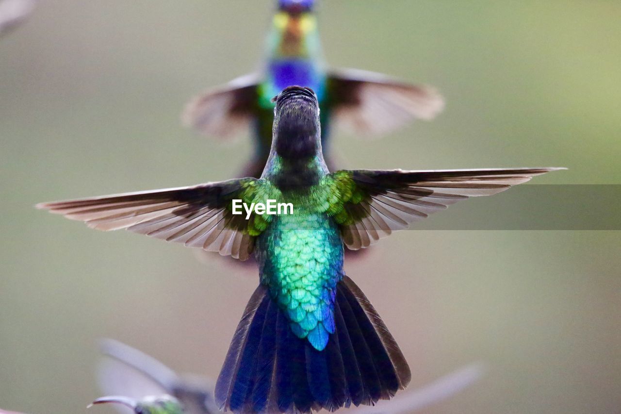 CLOSE-UP OF BIRD FLYING OUTDOORS