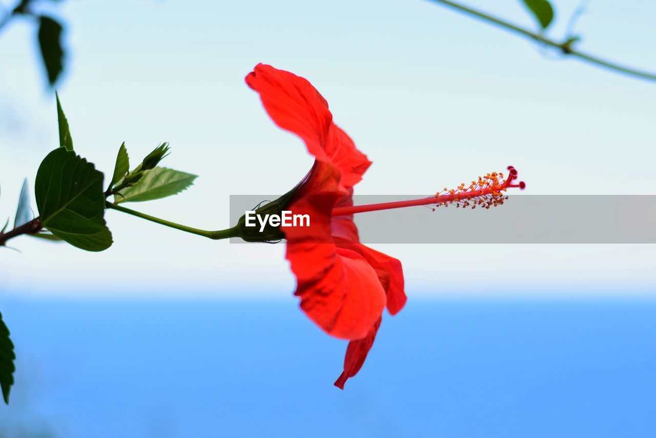 LOW ANGLE VIEW OF RED FLOWER AGAINST SKY