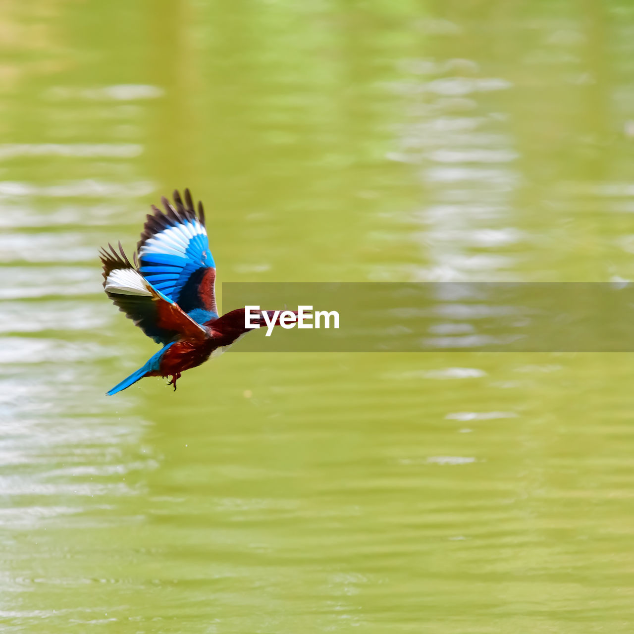 Bird flying over lake