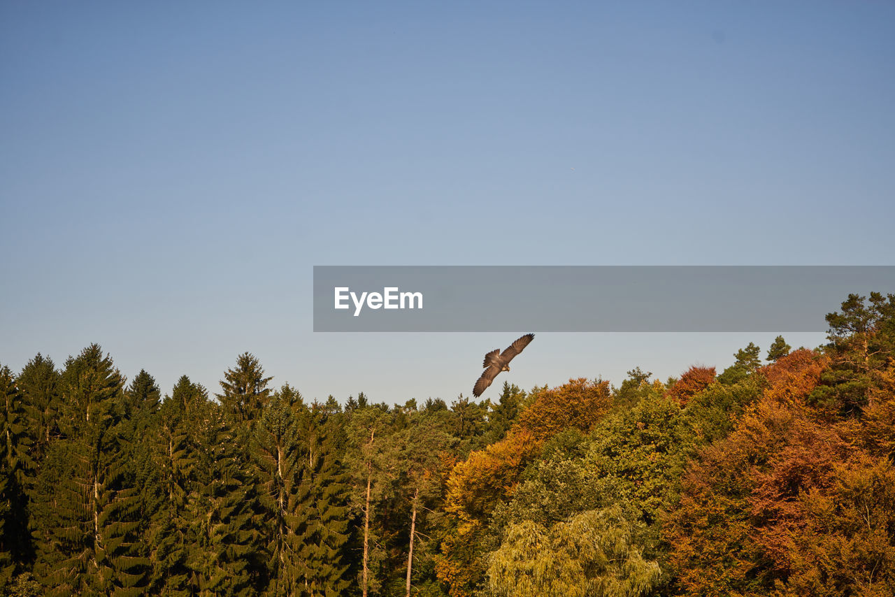 SCENIC VIEW OF TREES AGAINST SKY