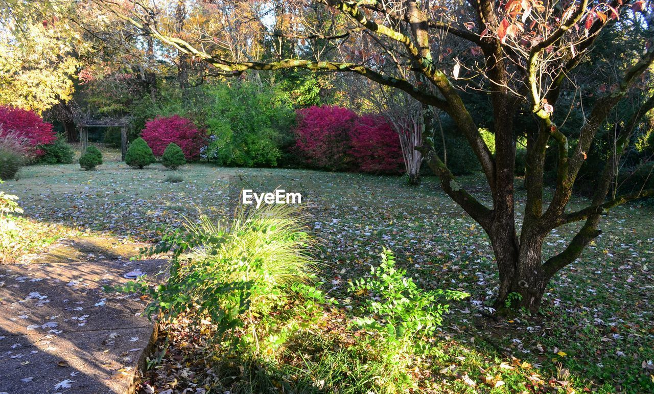 TREES IN PARK