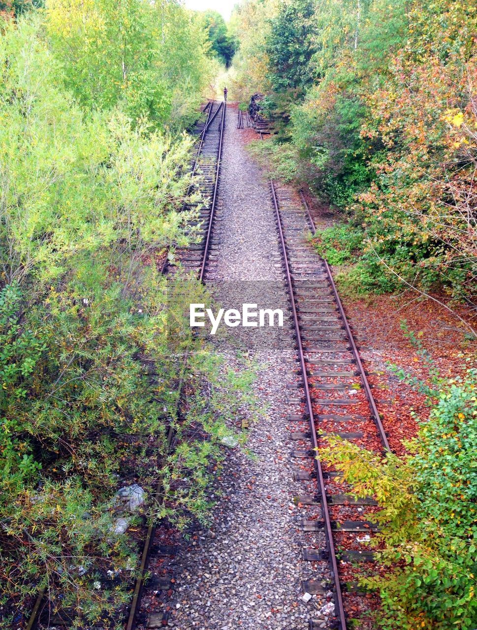 Overgrown narrow gauge railroad track