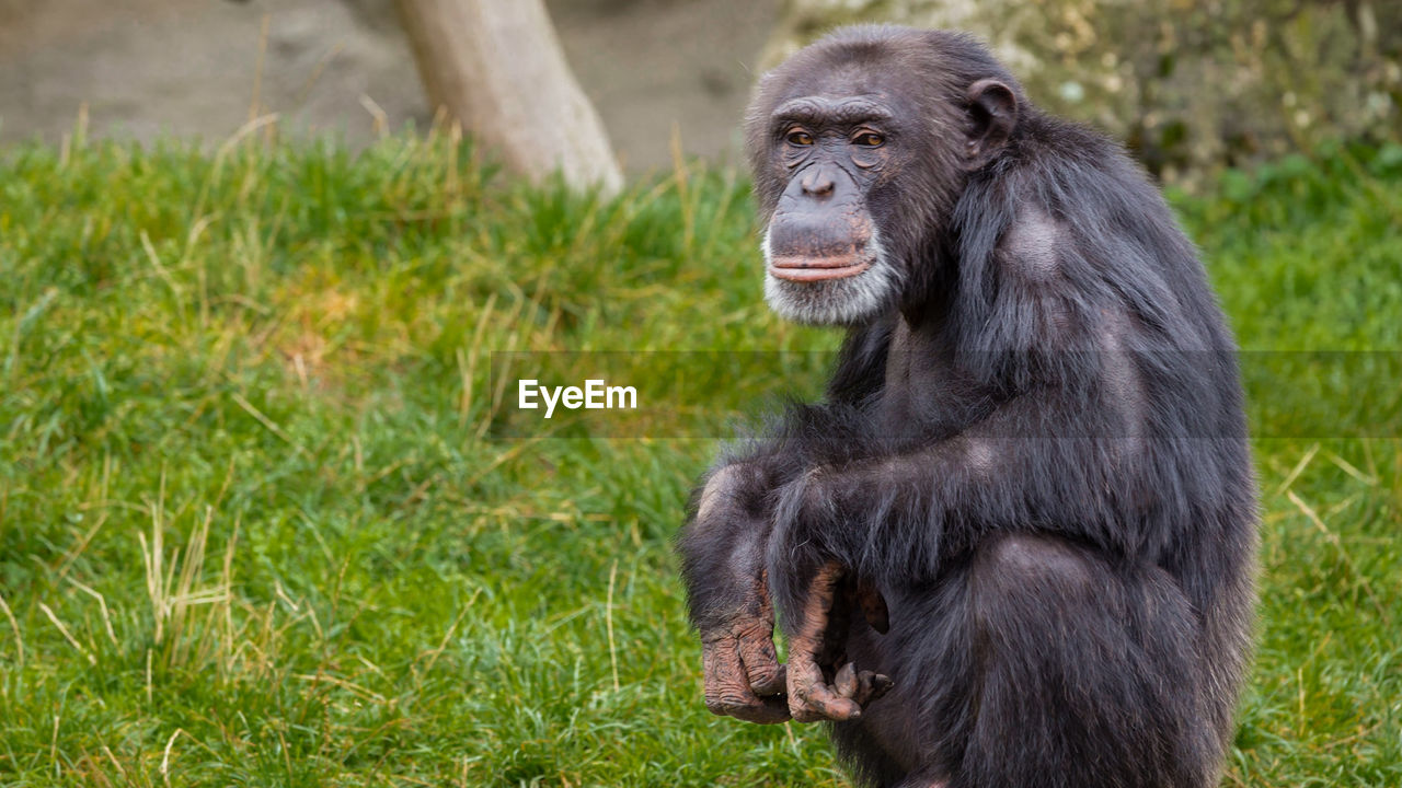 Chimpanzee sitting on grassy field