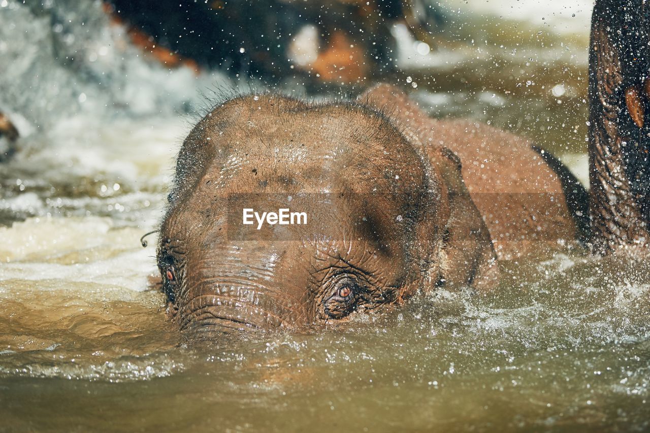 Close-up of elephant in river