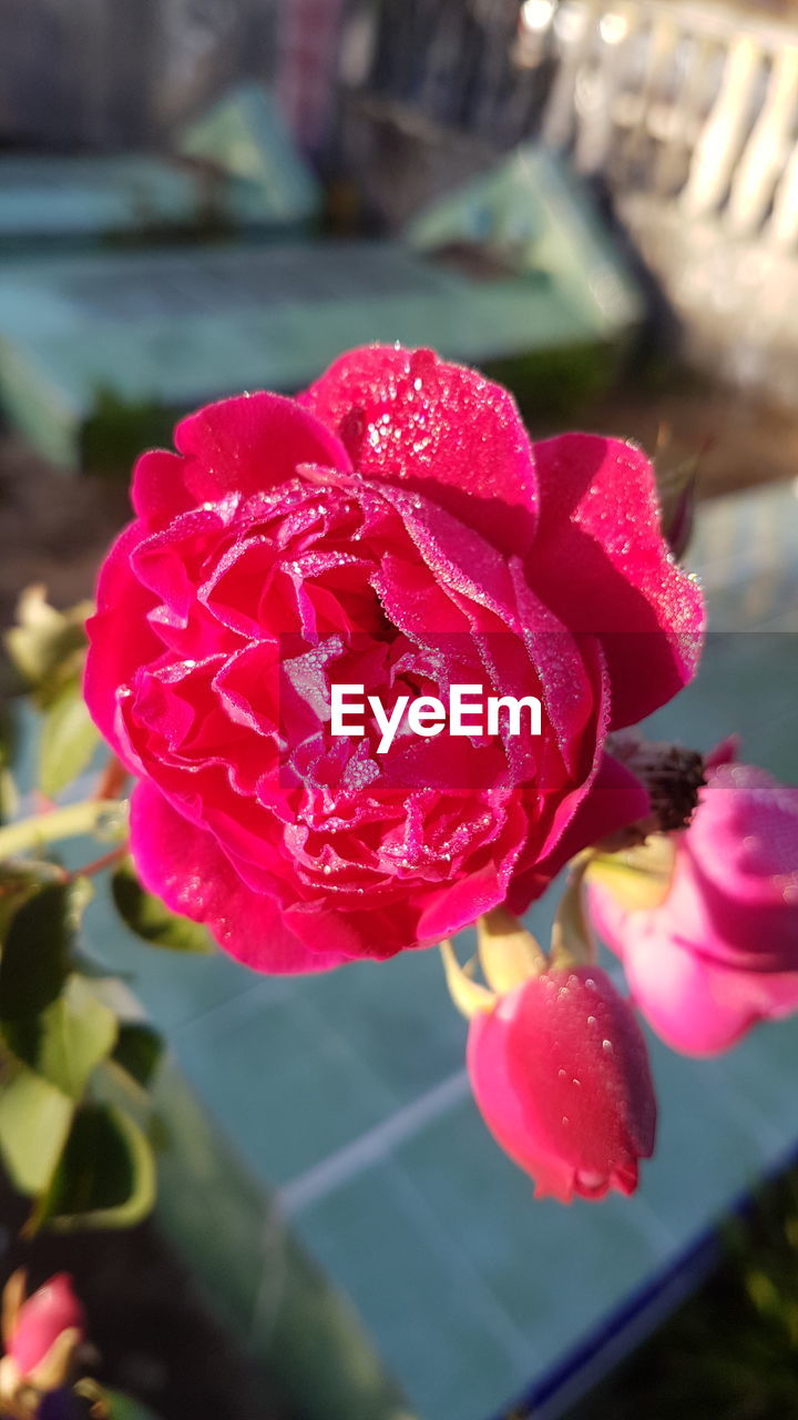 CLOSE-UP OF RED ROSES