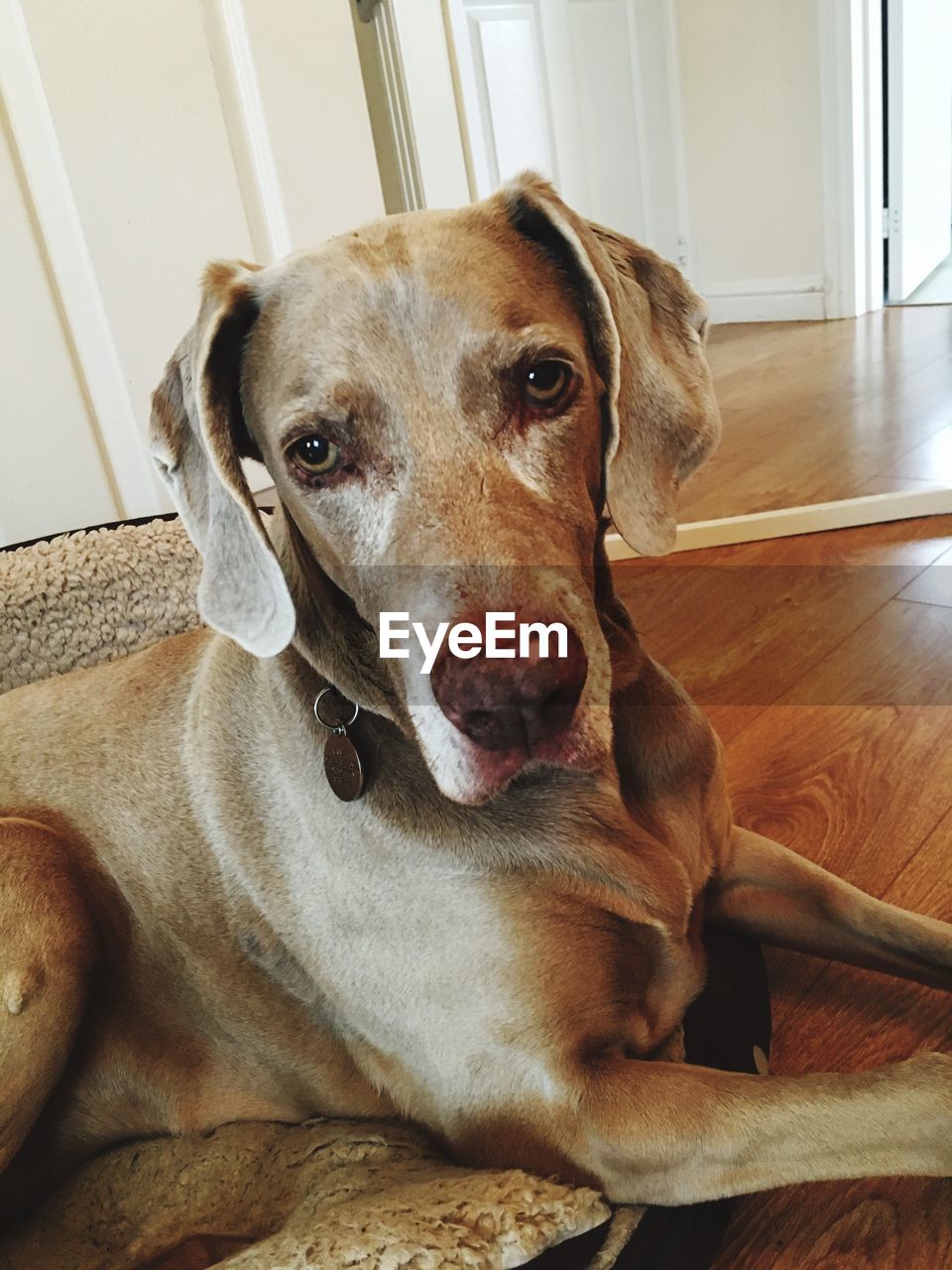 PORTRAIT OF DOG RELAXING ON HARDWOOD FLOOR