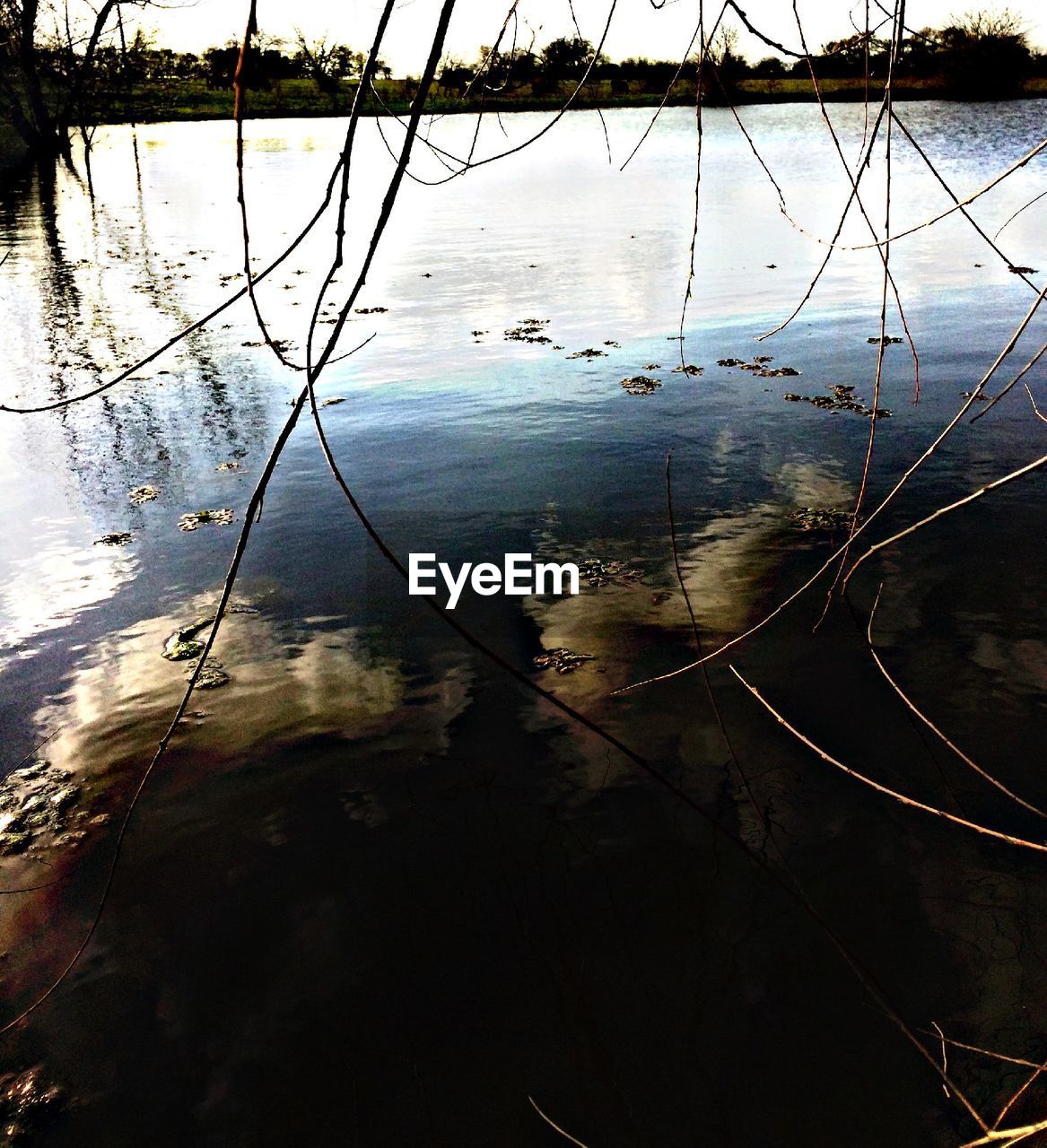 REFLECTION OF TREES IN WATER ON WATER