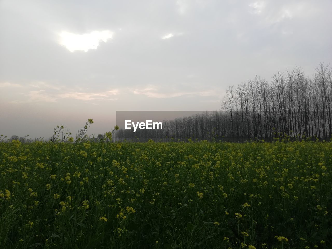 PLANTS GROWING ON FIELD