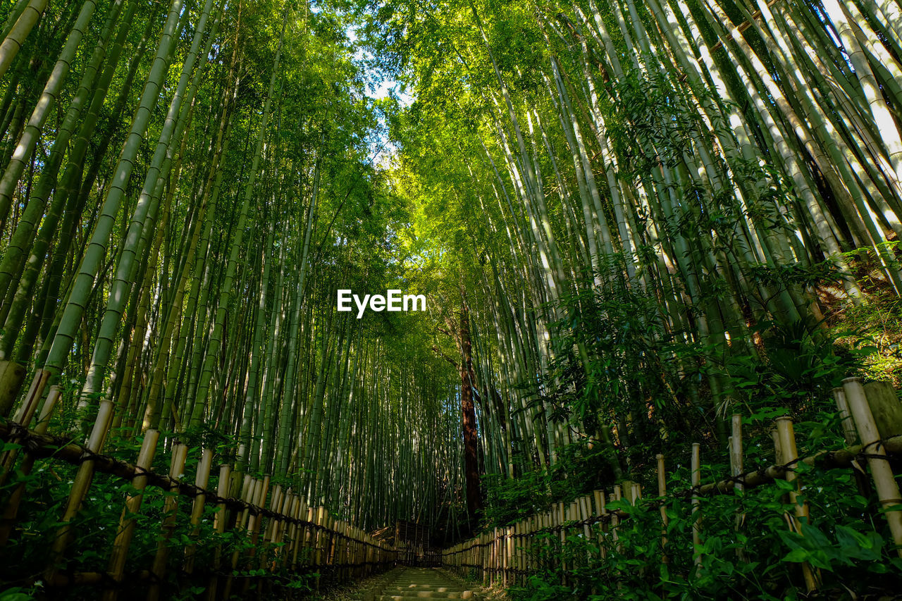 LOW ANGLE VIEW OF BAMBOO FOREST