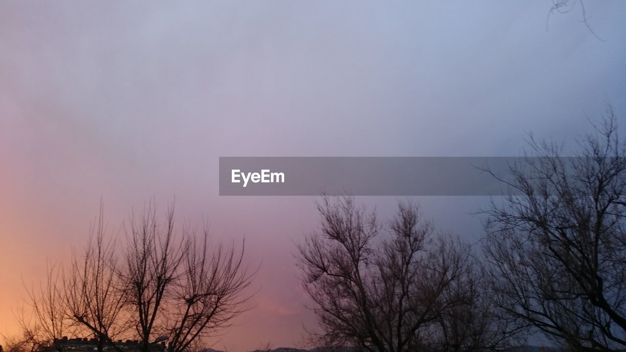 LOW ANGLE VIEW OF TREES AGAINST SKY