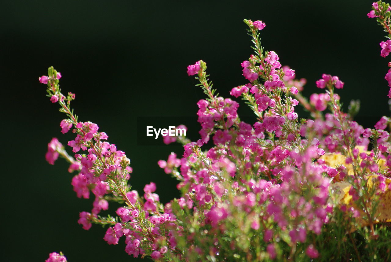 Close-up of pink flowering plants