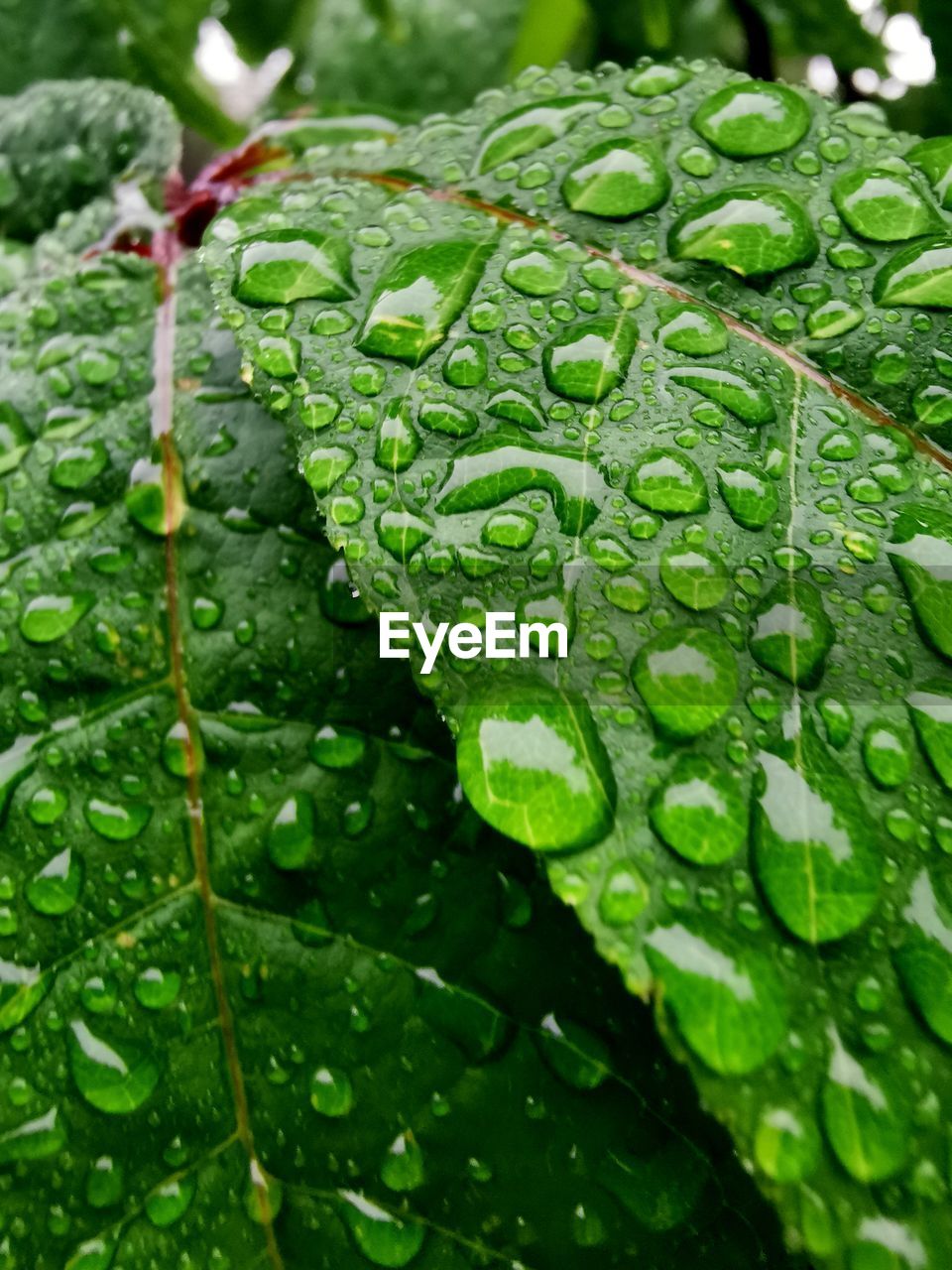 Close-up of raindrops on leaves