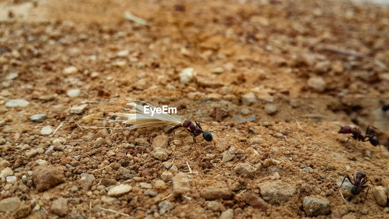 CLOSE-UP OF GRASSHOPPER ON SAND