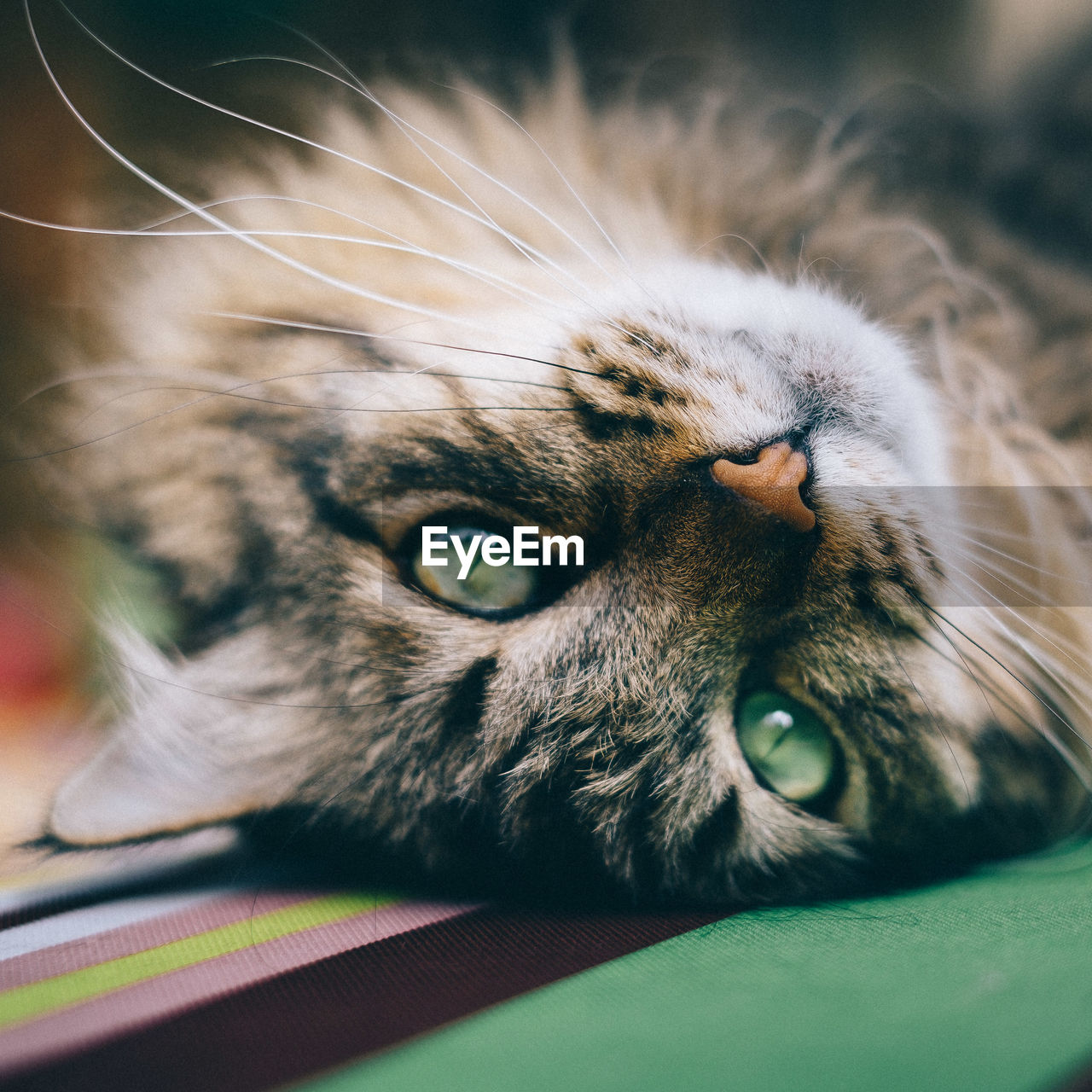 Close-up of cat on bed