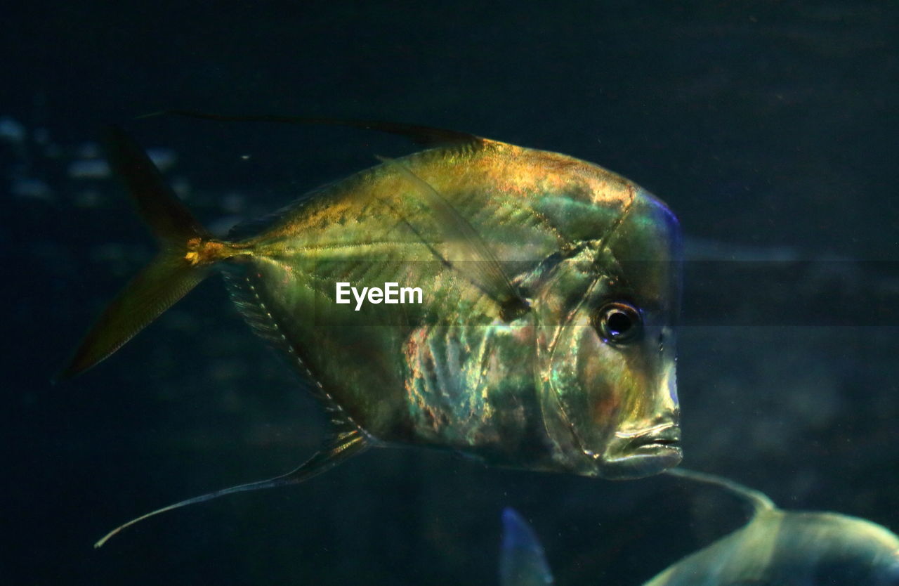 CLOSE-UP OF FISH AT AQUARIUM