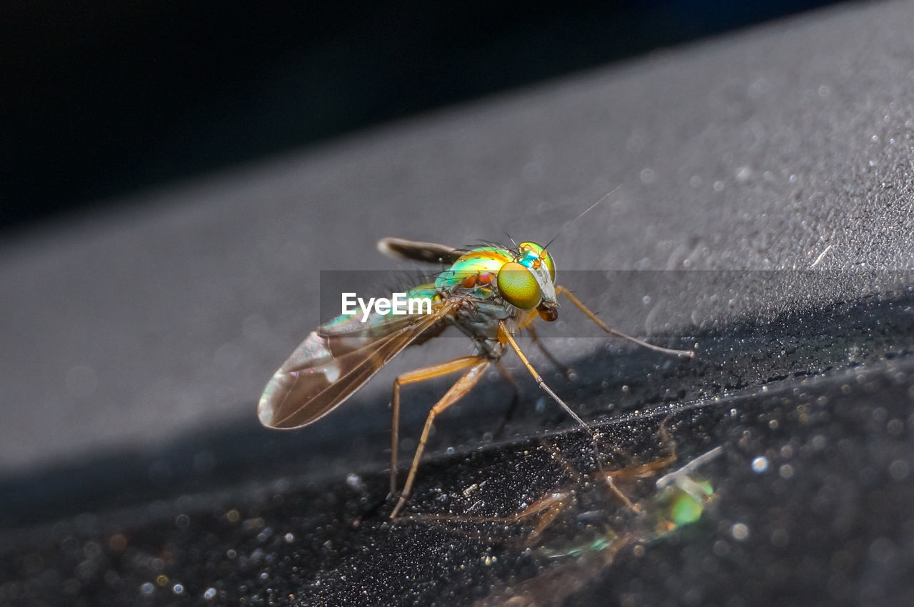 Close-up of insect