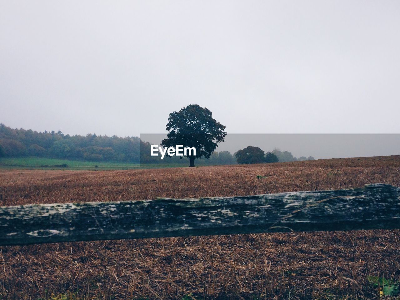 Trees on field against sky