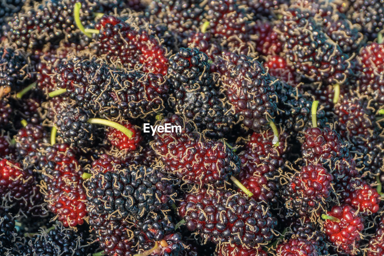 FULL FRAME SHOT OF BLACKBERRIES