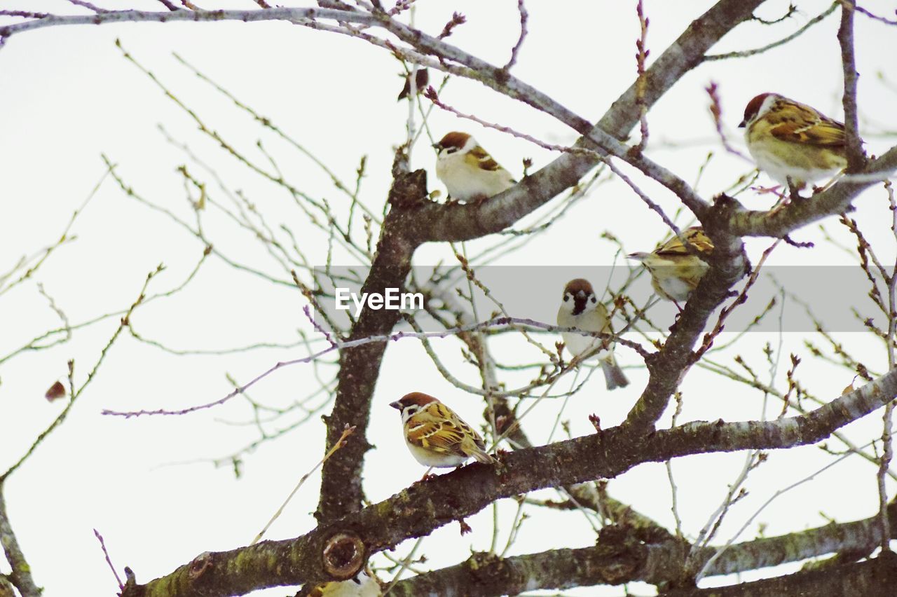 LOW ANGLE VIEW OF BIRD PERCHING ON TREE BRANCH