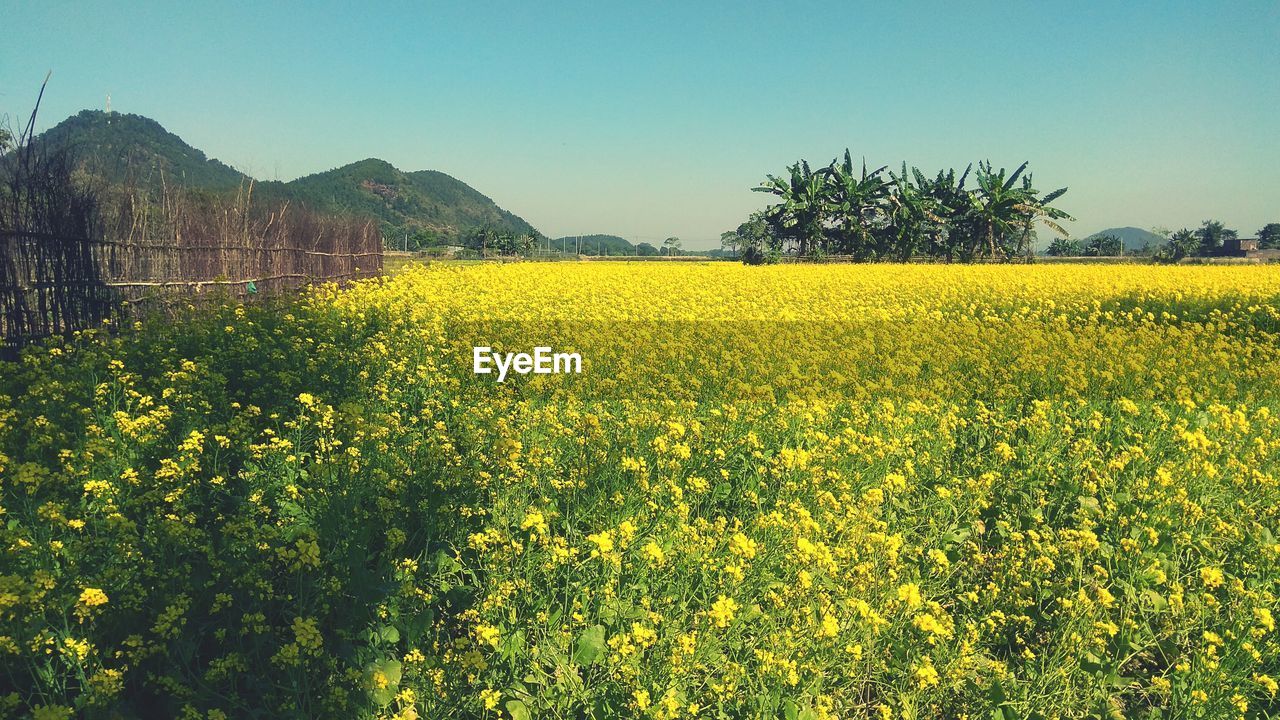 Scenic view of oilseed rape field against sky