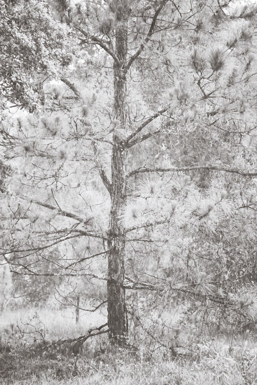 TREE IN SNOW COVERED FOREST