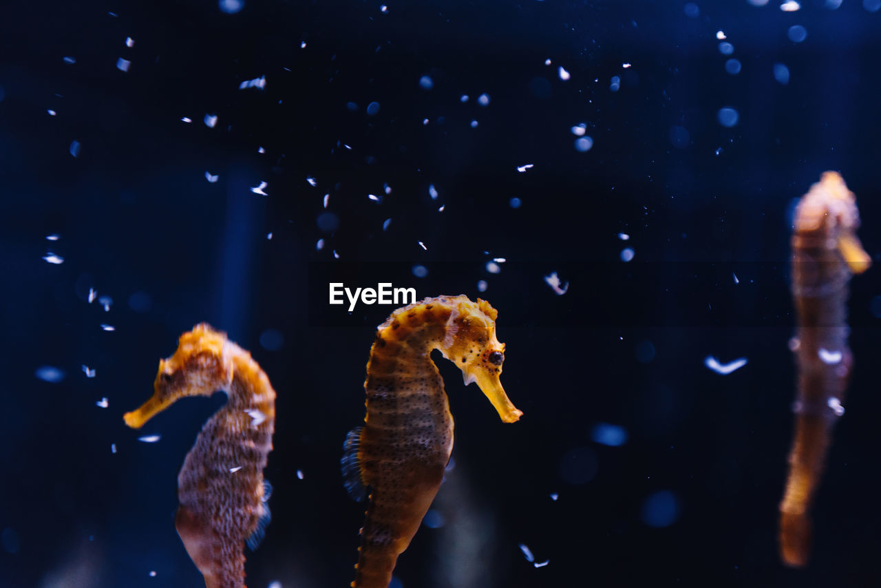 Side view of beautiful exotic orange tiny seahorse floating among blue dark water on blurred background