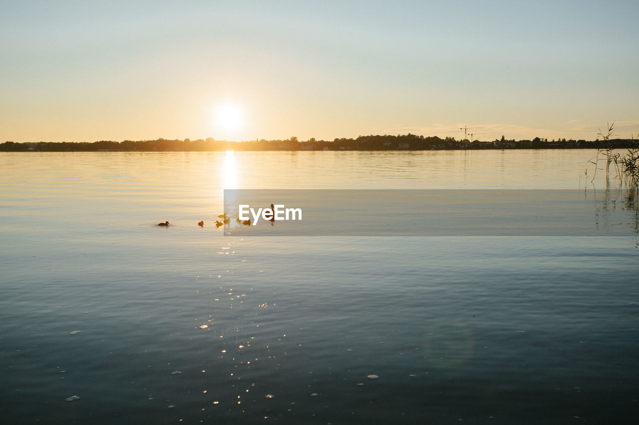 Lake jamno, poland - duck family on lake at sunset