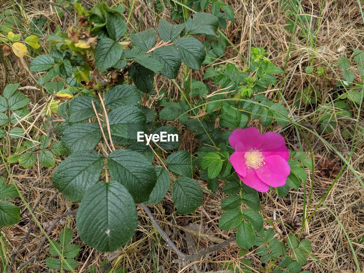 HIGH ANGLE VIEW OF PINK FLOWERING PLANTS ON FIELD