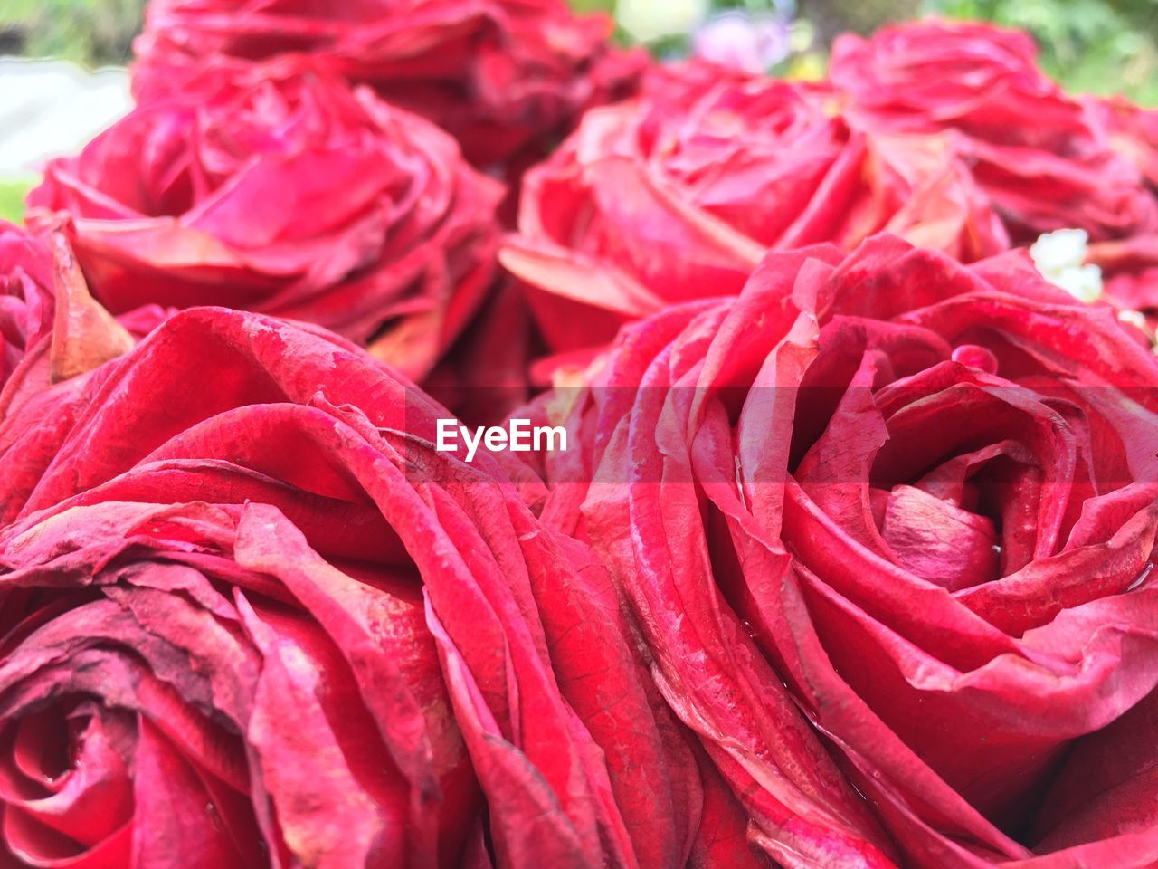 Close-up of red roses