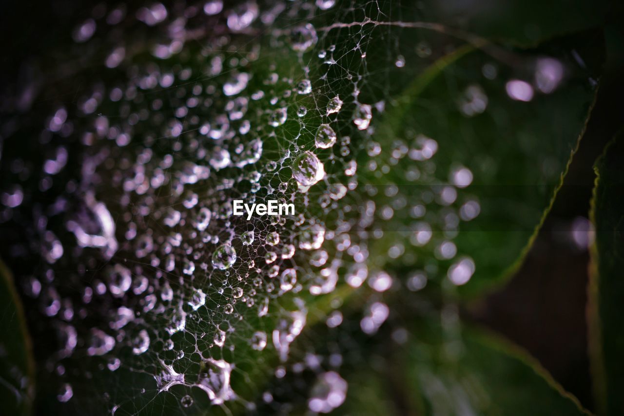 CLOSE-UP OF WET SPIDER WEB ON LEAF