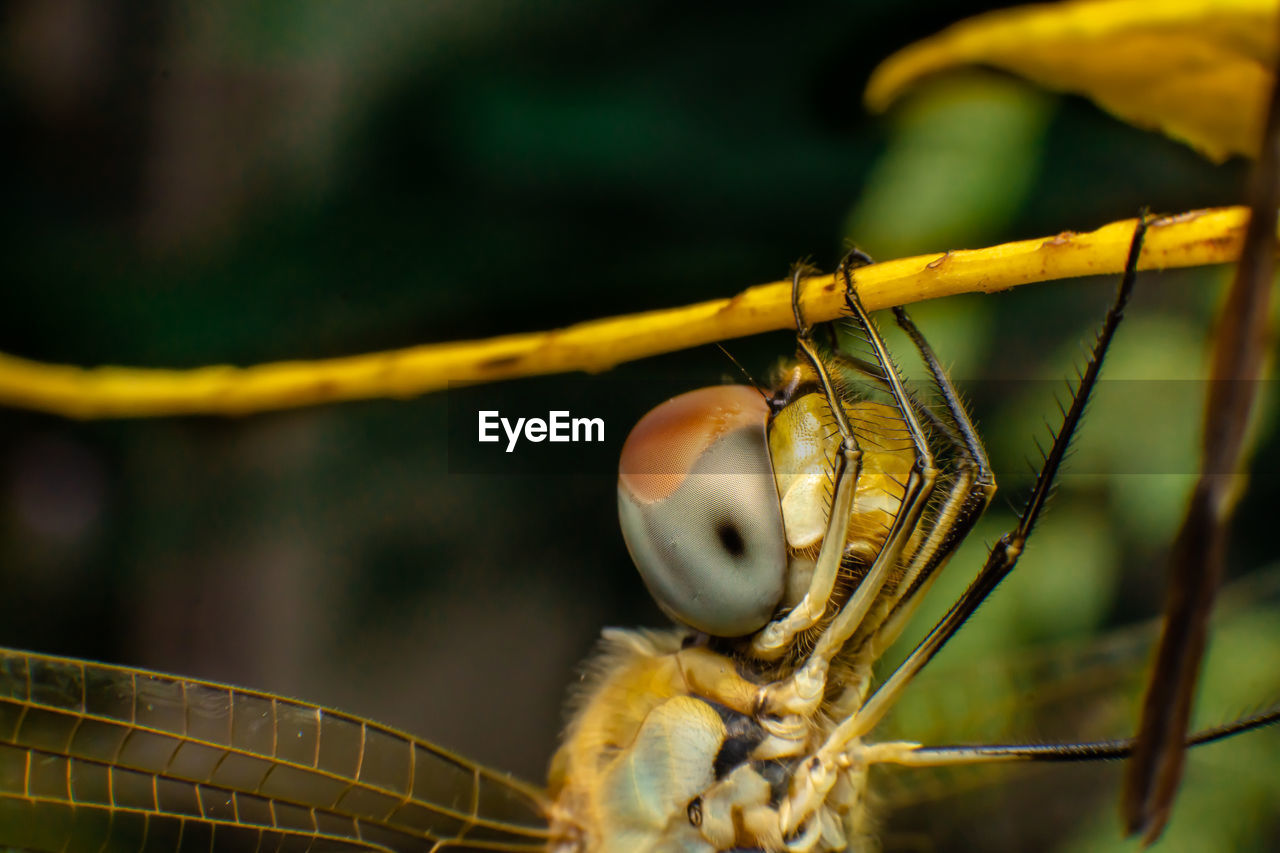 CLOSE-UP OF AN INSECT