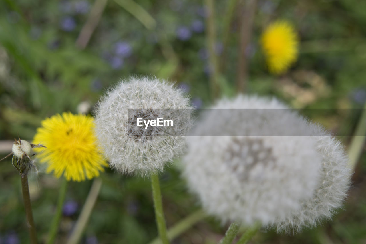 High angle view of dandelion flowers and seeds