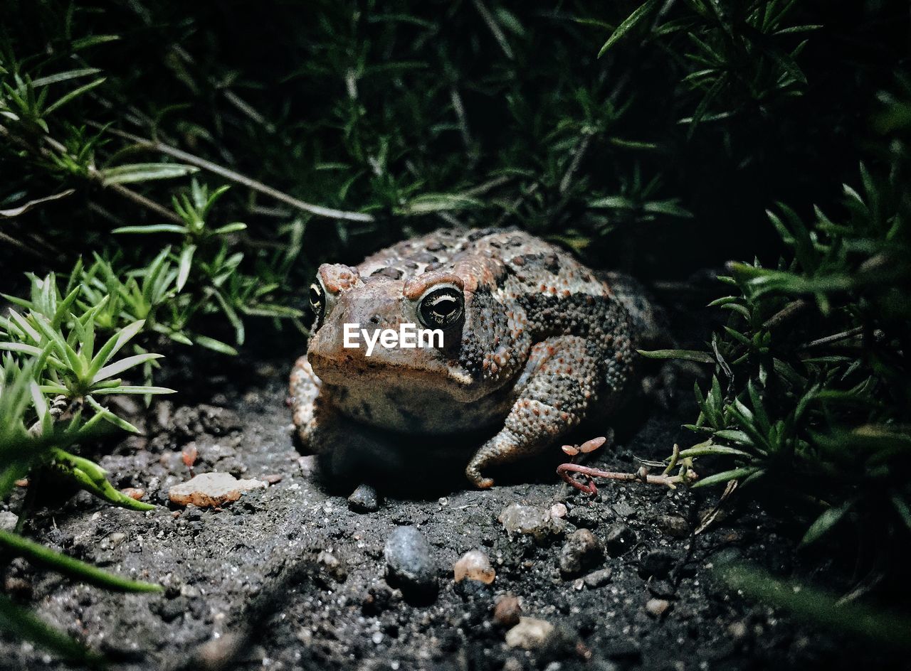 Close-up of frog amidst plants on field