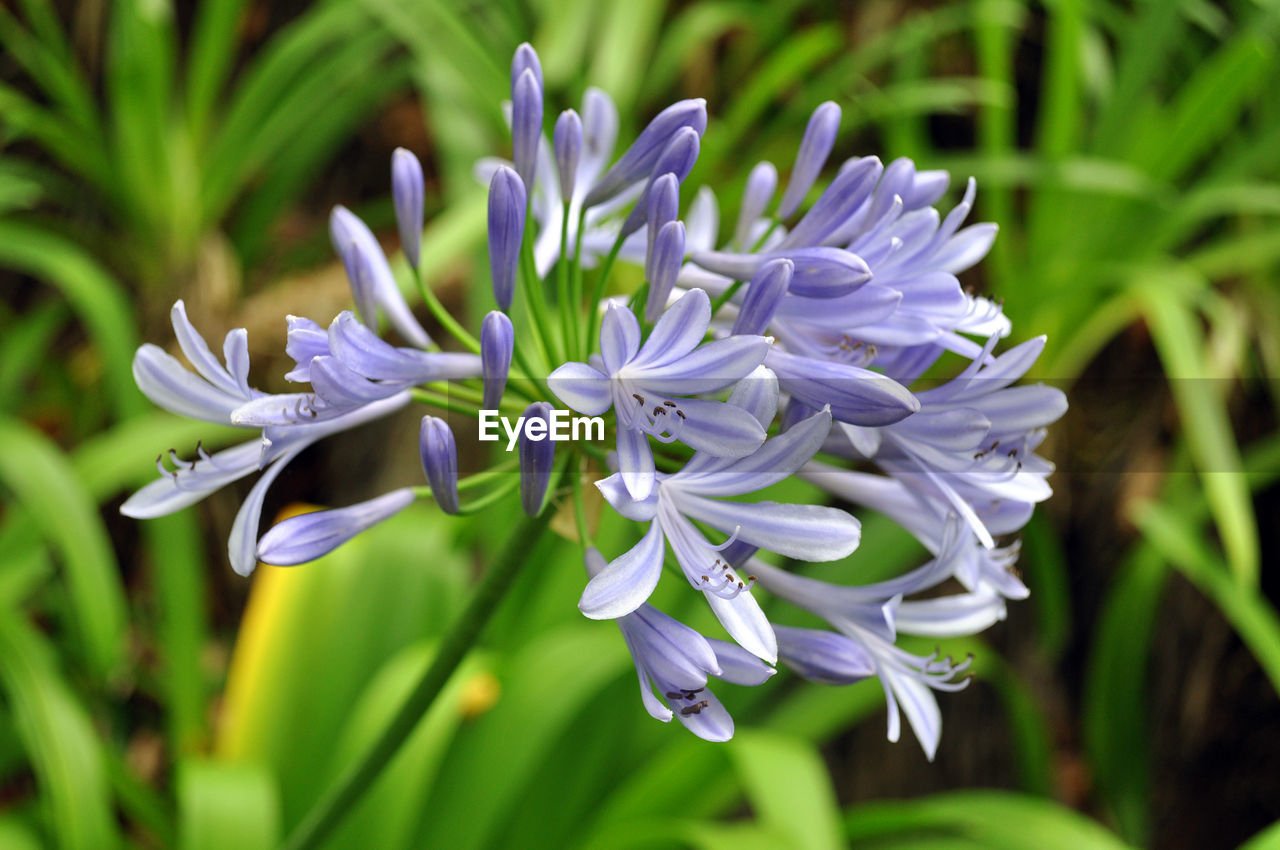 Close-up of purple flowers blooming outdoors