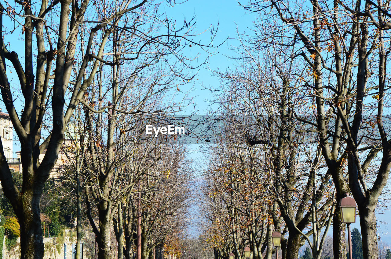 CLOSE-UP LOW ANGLE VIEW OF TREES AGAINST SKY