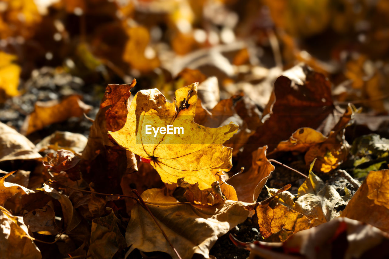 autumn, leaf, plant part, tree, nature, dry, yellow, plant, leaves, no people, beauty in nature, land, sunlight, day, close-up, branch, orange color, outdoors, falling, fragility, maple leaf, backgrounds, macro photography, natural condition, brown, field, high angle view, selective focus, tranquility, abundance, autumn collection, full frame